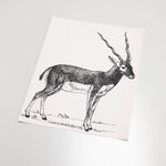 illustrated black and white antelope pattern on white background Removable Peel and stick wallpaper sample size